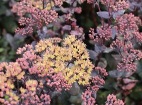 Rozchodník nachový 'Yellow Xenox' - Sedum telephium 'Yellow Xenox'