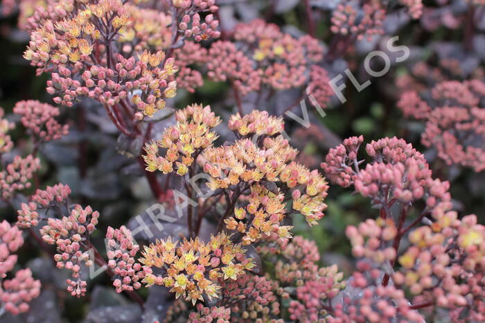 Rozchodník nachový 'Yellow Xenox' - Sedum telephium 'Yellow Xenox'