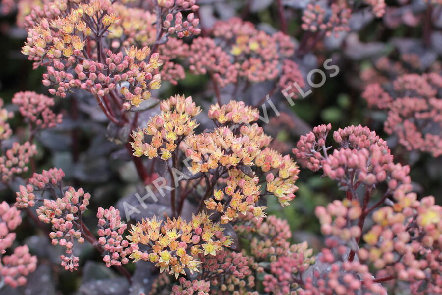 Rozchodník nachový 'Yellow Xenox' - Sedum telephium 'Yellow Xenox'