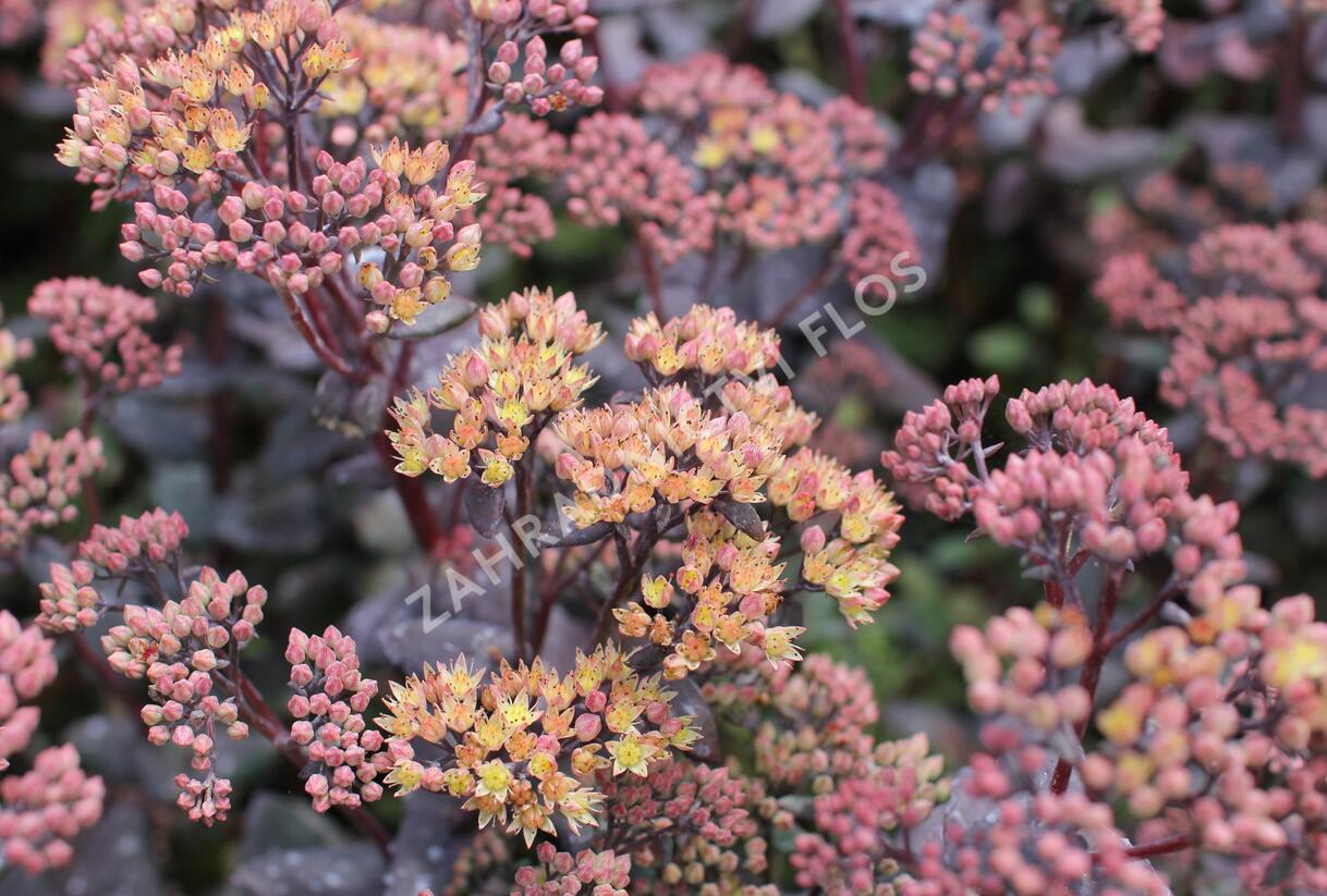 Rozchodník nachový 'Yellow Xenox' - Sedum telephium 'Yellow Xenox'
