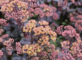 Rozchodník nachový 'Yellow Xenox' - Sedum telephium 'Yellow Xenox'