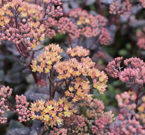 Rozchodník nachový 'Yellow Xenox' - Sedum telephium 'Yellow Xenox'