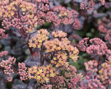 Rozchodník nachový 'Yellow Xenox'