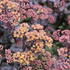 Sedum telephium 'Yellow Xenox'.JPG
