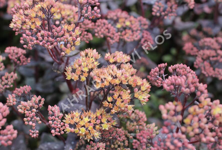 Rozchodník nachový 'Yellow Xenox' - Sedum telephium 'Yellow Xenox'