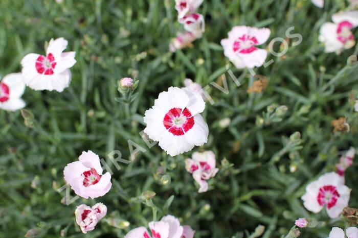 Hvozdík péřitý 'Dixie White Red Bicolor' - Dianthus plumarius 'Dixie White Red Bicolor'