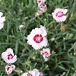 Hvozdík péřitý 'Dixie White Red Bicolor' - Dianthus plumarius 'Dixie White Red Bicolor'