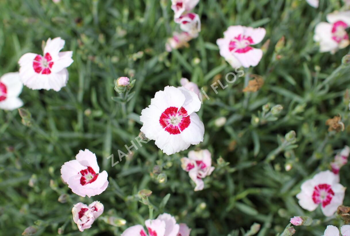 Hvozdík péřitý 'Dixie White Red Bicolor' - Dianthus plumarius 'Dixie White Red Bicolor'