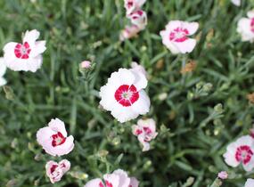 Hvozdík péřitý 'Dixie White Red Bicolor' - Dianthus plumarius 'Dixie White Red Bicolor'
