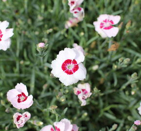 Hvozdík péřitý 'Dixie White Red Bicolor' - Dianthus plumarius 'Dixie White Red Bicolor'