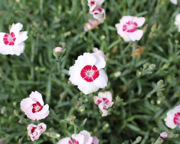 Hvozdík péřitý 'Dixie White Red Bicolor'