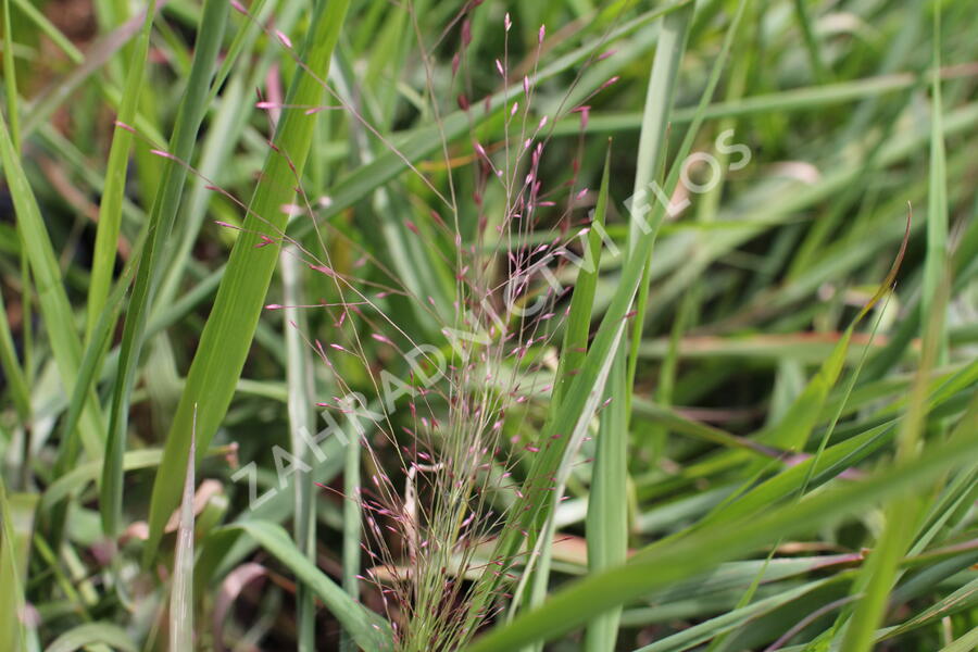 Milička 'Purpurflirren' - Eragrostis spectabilis 'Purpurflirren'