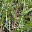 Milička 'Purpurflirren' - Eragrostis spectabilis 'Purpurflirren'