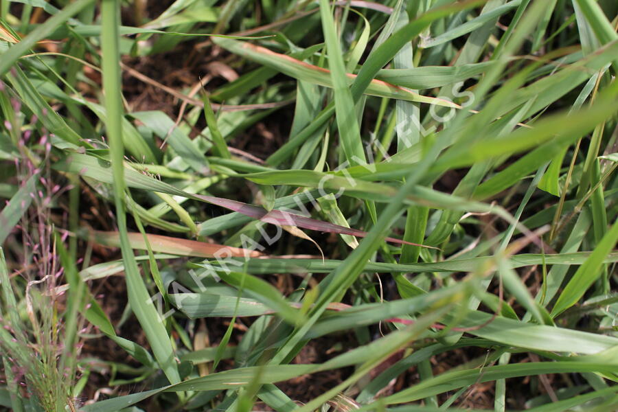 Milička 'Purpurflirren' - Eragrostis spectabilis 'Purpurflirren'