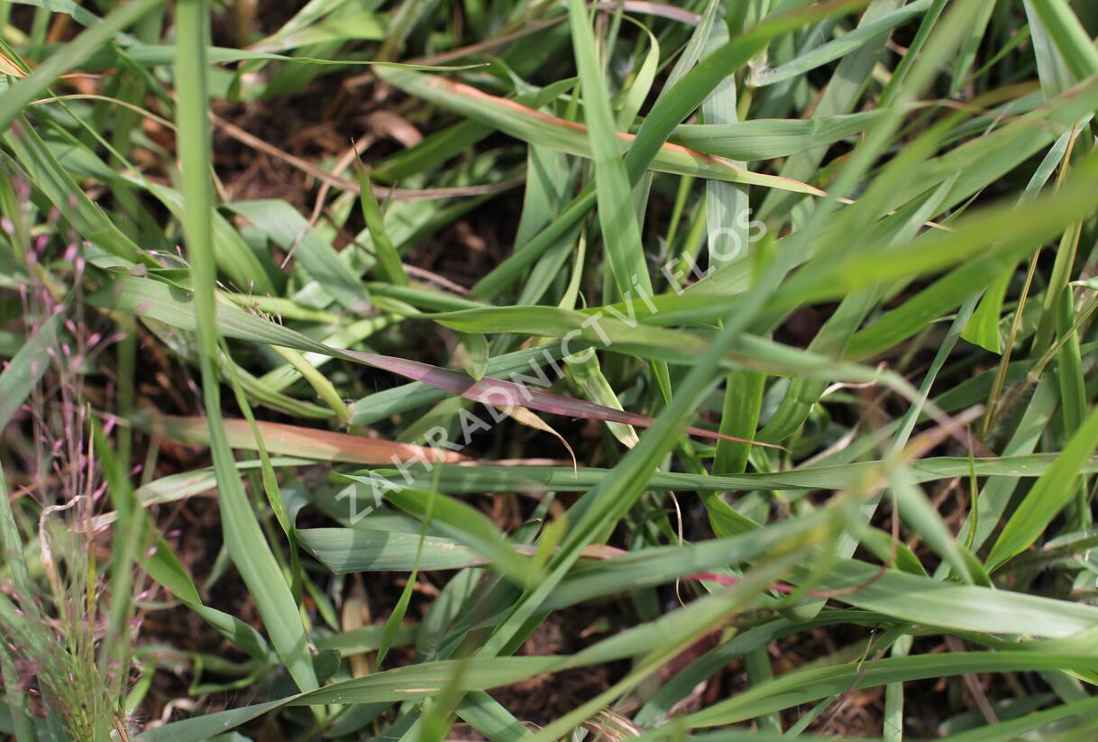 Milička 'Purpurflirren' - Eragrostis spectabilis 'Purpurflirren'