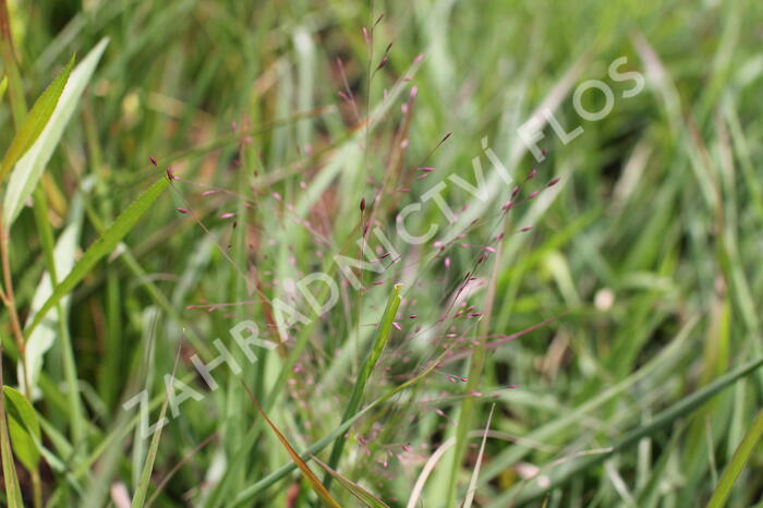 Milička 'Purpurflirren' - Eragrostis spectabilis 'Purpurflirren'