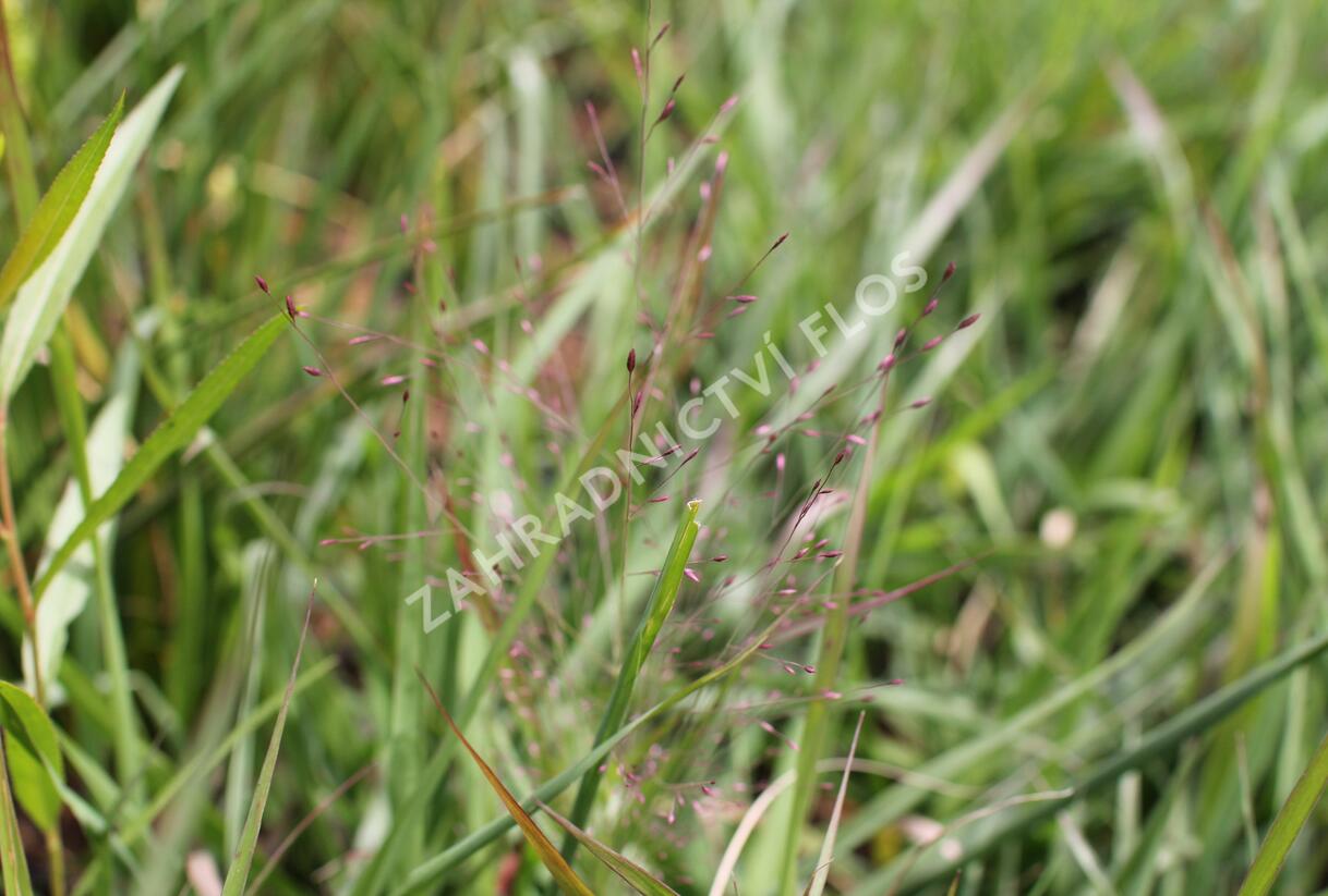 Milička 'Purpurflirren' - Eragrostis spectabilis 'Purpurflirren'