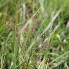 Milička 'Purpurflirren' - Eragrostis spectabilis 'Purpurflirren'