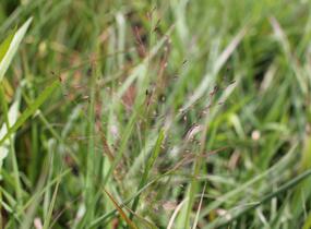Milička 'Purpurflirren' - Eragrostis spectabilis 'Purpurflirren'