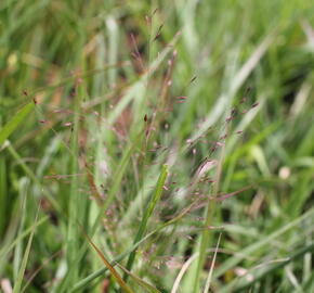 Milička 'Purpurflirren' - Eragrostis spectabilis 'Purpurflirren'