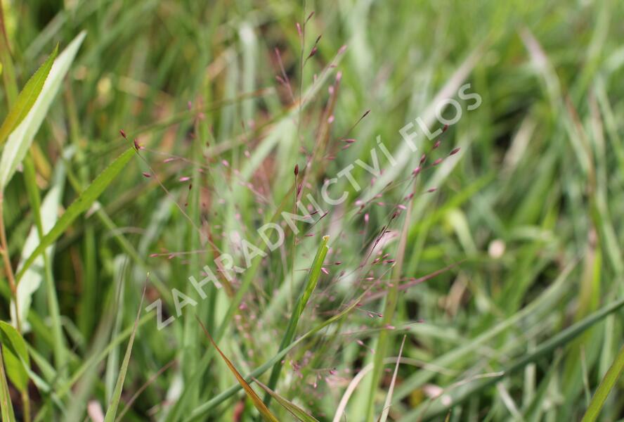 Milička 'Purpurflirren' - Eragrostis spectabilis 'Purpurflirren'