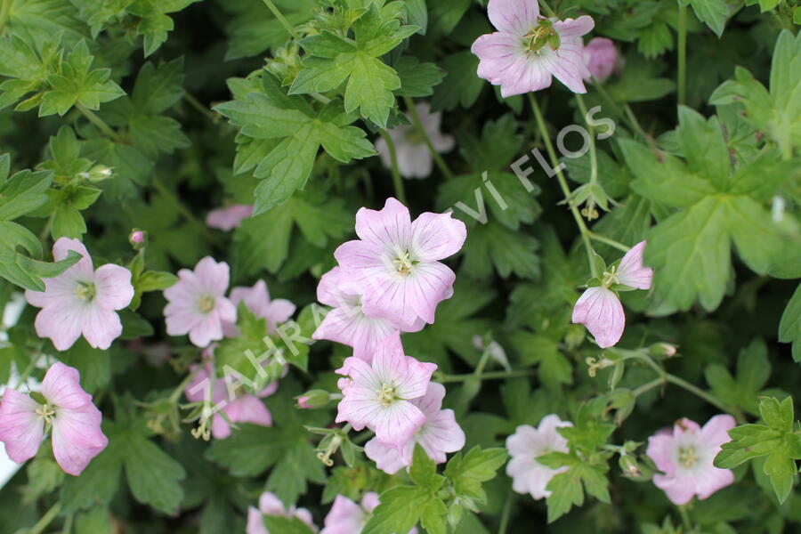 Kakost 'Dreamland' - Geranium 'Dreamland'