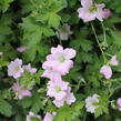 Kakost 'Dreamland' - Geranium 'Dreamland'