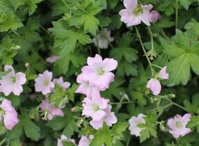 Kakost 'Dreamland' - Geranium 'Dreamland'