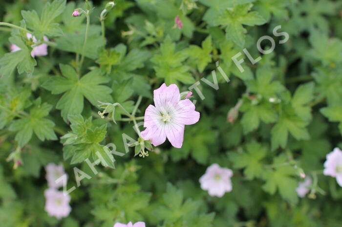 Kakost 'Dreamland' - Geranium 'Dreamland'
