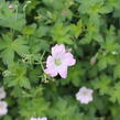 Kakost 'Dreamland' - Geranium 'Dreamland'