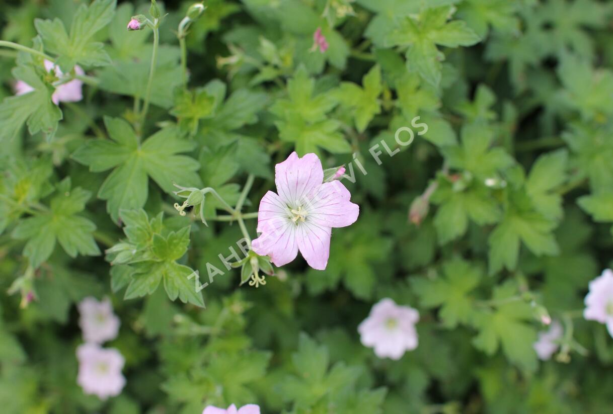 Kakost 'Dreamland' - Geranium 'Dreamland'
