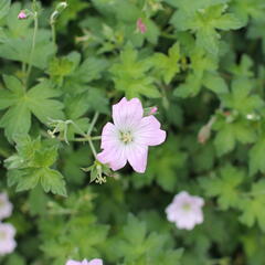 Kakost 'Dreamland' - Geranium 'Dreamland'
