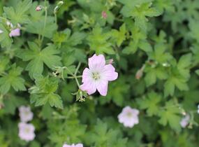 Kakost 'Dreamland' - Geranium 'Dreamland'