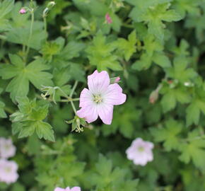 Kakost 'Dreamland' - Geranium 'Dreamland'
