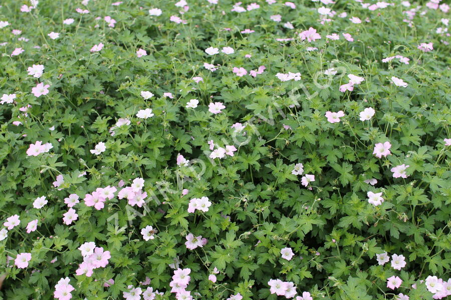 Kakost 'Dreamland' - Geranium 'Dreamland'
