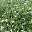 Kakost 'Dreamland' - Geranium 'Dreamland'