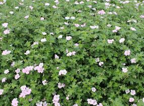Kakost 'Dreamland' - Geranium 'Dreamland'