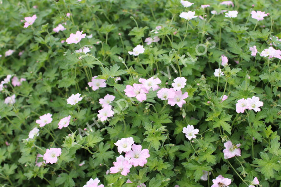 Kakost 'Dreamland' - Geranium 'Dreamland'