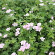 Kakost 'Dreamland' - Geranium 'Dreamland'