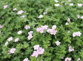 Kakost 'Dreamland' - Geranium 'Dreamland'