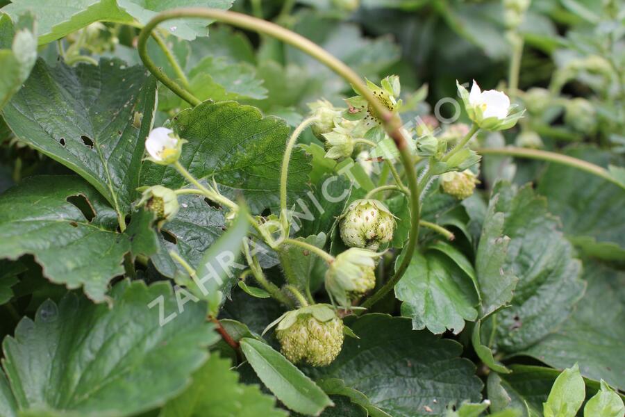 Jahodník velkoplodý 'Mont Blank White' - Fragaria ananassa 'Mont Blank White'