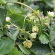 Jahodník velkoplodý 'Mont Blank White' - Fragaria ananassa 'Mont Blank White'