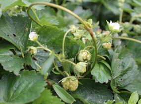 Jahodník jednouplodící 'Mont Blank White' - Fragaria ananassa 'Mont Blank White'