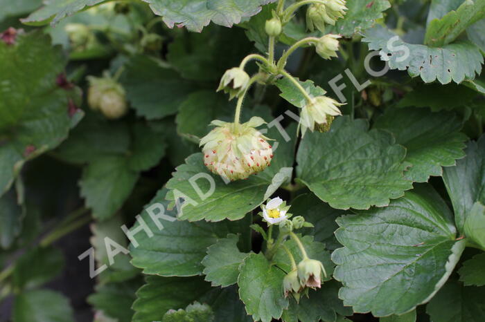 Jahodník velkoplodý 'Mont Blank White' - Fragaria ananassa 'Mont Blank White'