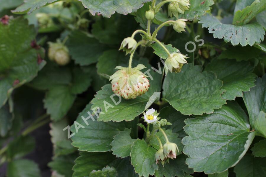 Jahodník velkoplodý 'Mont Blank White' - Fragaria ananassa 'Mont Blank White'