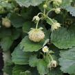 Jahodník velkoplodý 'Mont Blank White' - Fragaria ananassa 'Mont Blank White'