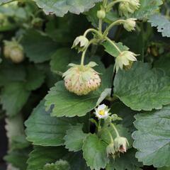 Jahodník velkoplodý 'Mont Blank White' - Fragaria ananassa 'Mont Blank White'