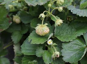 Jahodník jednouplodící 'Mont Blank White' - Fragaria ananassa 'Mont Blank White'