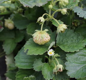 Jahodník velkoplodý 'Mont Blank White' - Fragaria ananassa 'Mont Blank White'