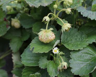 Jahodník jednouplodící 'Mont Blank White'